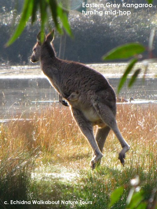 kangaroos280611p02text