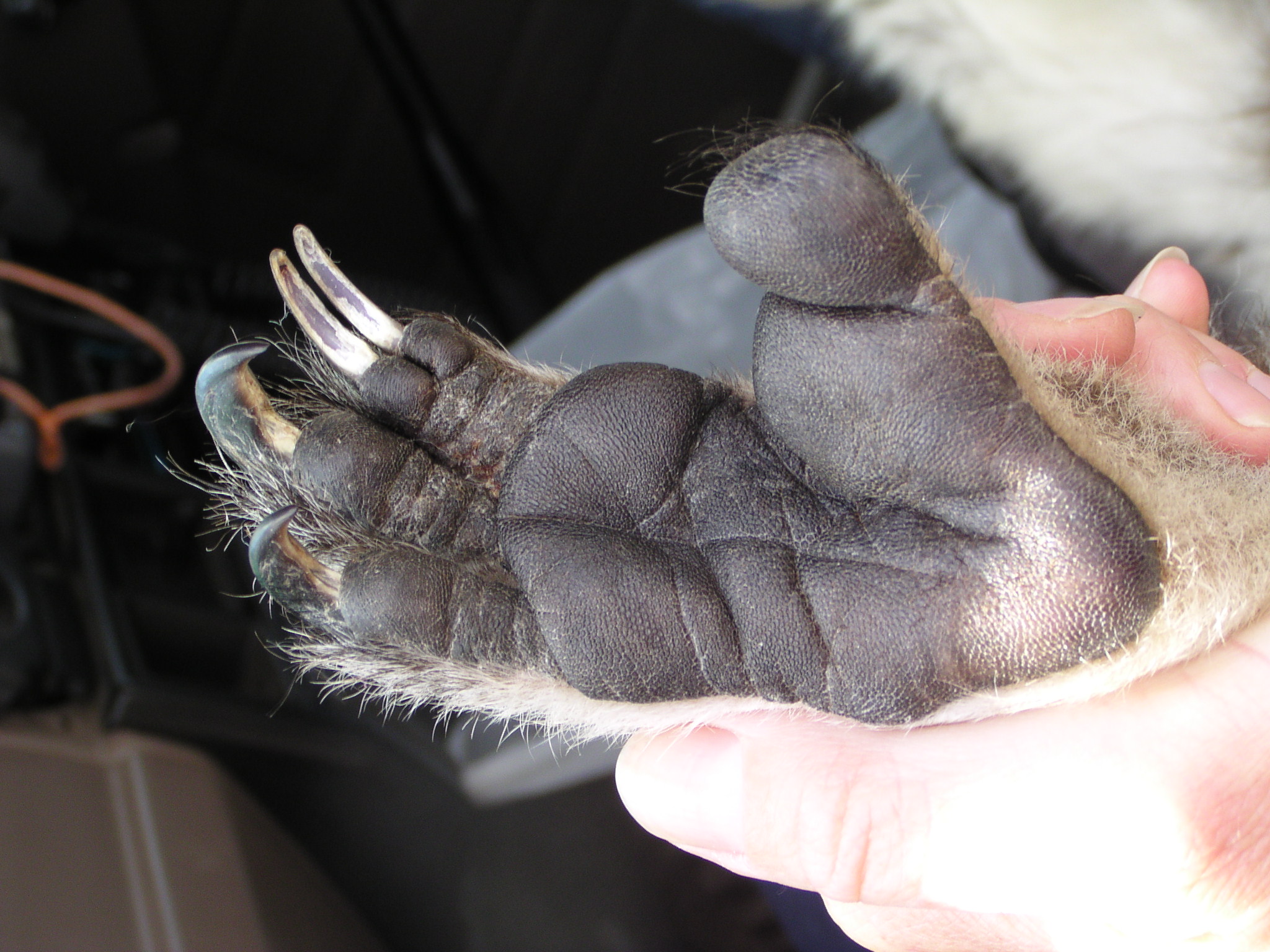 Сколько пальцев у кошки на задних лапах. Лапы животных. Лапа коалы. Лапка коалы. Пальцы коалы.