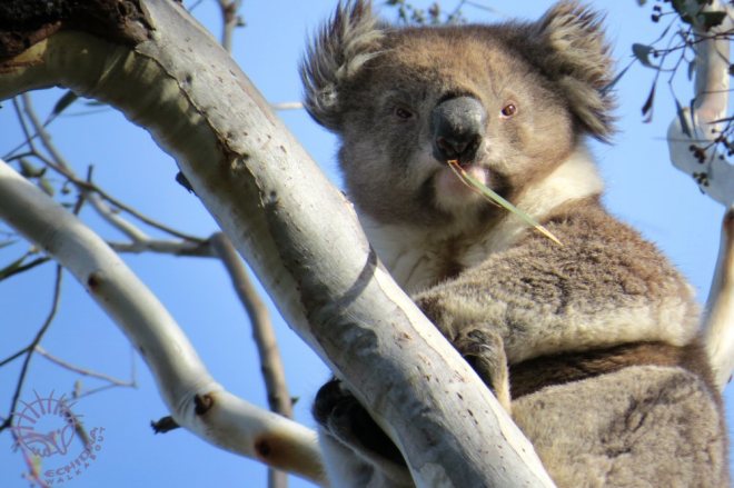 wild koala Gurren