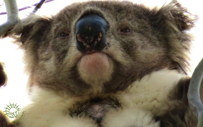 wild koala Gurren's nose pattern