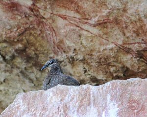 Doddorok - Chestnut-quilled Rock Pigeon