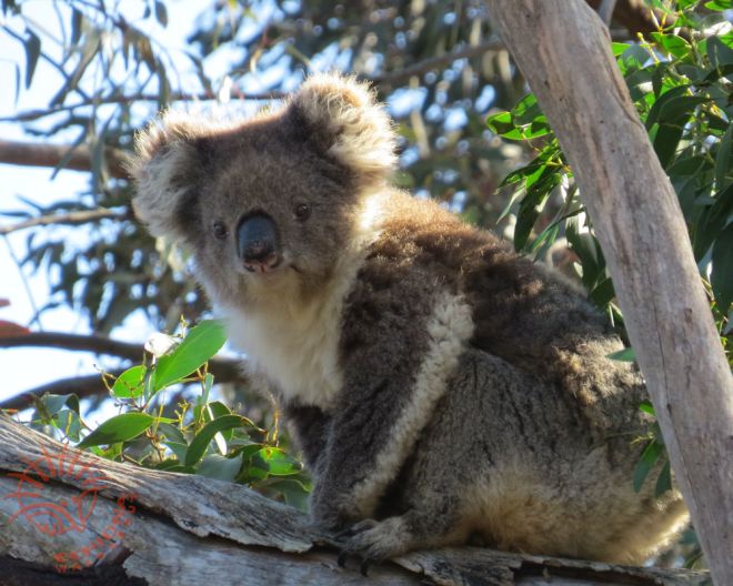 10% For You & Koalas - Sept. is koala month! - I Still Call Australia Home