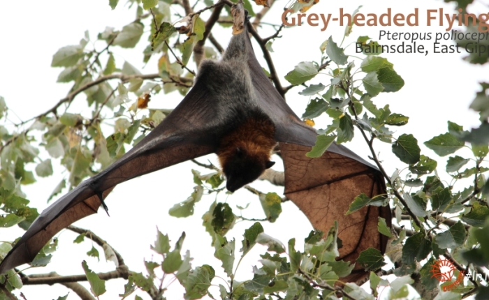 The people of the sky – in the flight path of the Flying-foxes