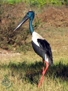 Djakarna - Black-necked Stork (Jabiru)