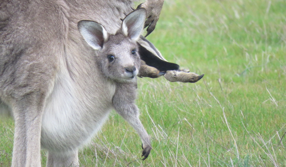 eastern-grey-kangaroo-female-joey-300719