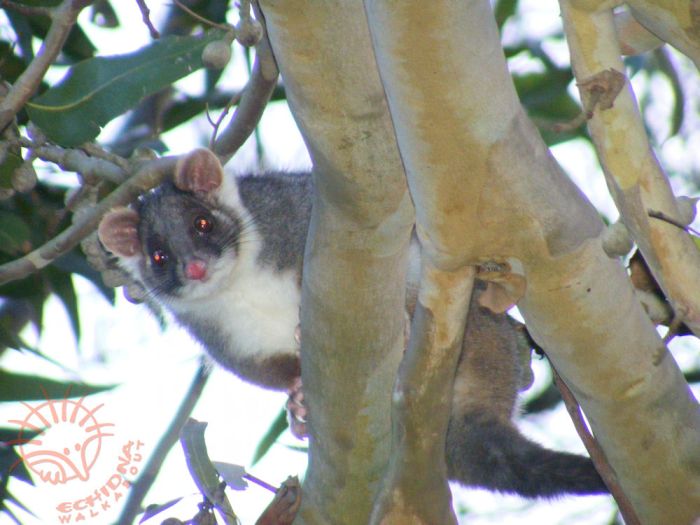 ringtail possum