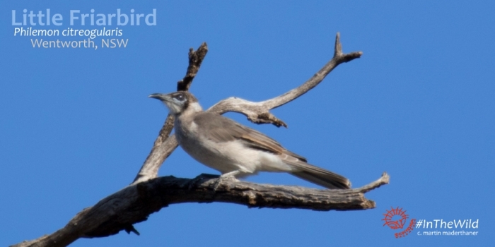 Little Friarbird, Wentworth NSW