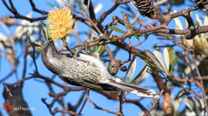 Little Wattlebird in Coast Banksia Mallacoota