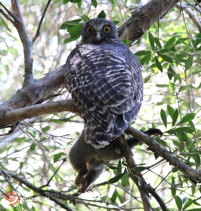 Powerful Owl female roosting with common brushtail prey