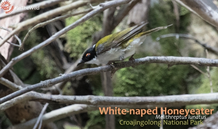 White-naped Honeyeater Mallacoota region
