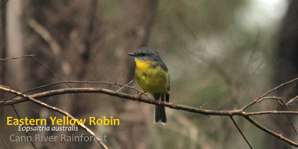 Eastern Yellow Robin in rainforest Cann River